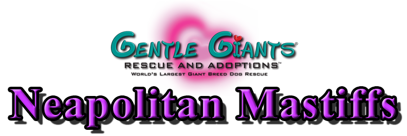 Neapolitan Mastiffs at Gentle Giants Rescue and Adoptions